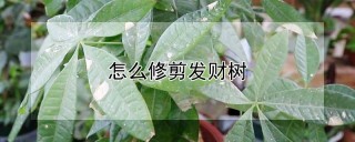 怎么修剪发财树,第1图