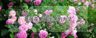 蔷薇花繁殖压条的方法,第1图