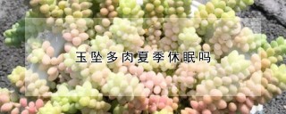 玉坠多肉夏季休眠吗,第1图