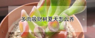 多肉吸财树夏天怎么养,第1图