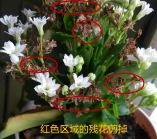 长寿花怎么修剪，长寿花修剪方法,第3图