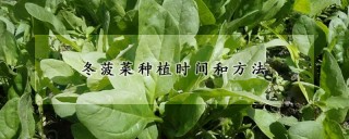 冬菠菜种植时间和方法,第1图