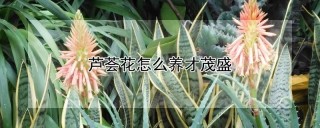 芦荟花怎么养才茂盛,第1图