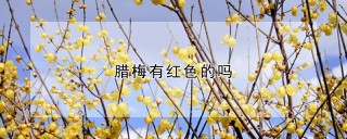 腊梅有红色的吗,第1图