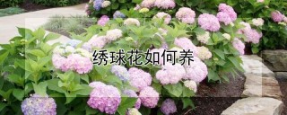 绣球花如何养,第1图