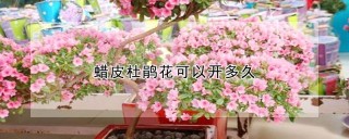 蜡皮杜鹃花可以开多久,第1图