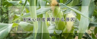 玉米心叶发黄是什么原因,第1图