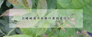 白蜡树苗不长新叶原因是什么,第1图