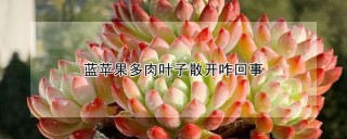 蓝苹果多肉叶子散开咋回事,第1图