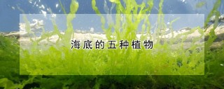 海底的五种植物,第1图