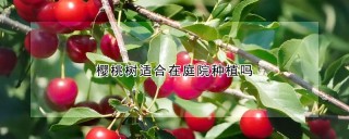 樱桃树适合在庭院种植吗,第1图