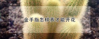 金手指怎样养才能开花,第1图