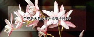 兰花冬天怎么养才能安全过冬?,第1图