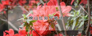 映山红如何栽培,第1图