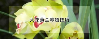 大花蕙兰养殖技巧,第1图