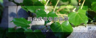 爬山虎植物的品种,第1图