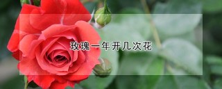 玫瑰一年开几次花,第1图