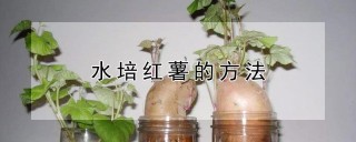 水培红薯的方法,第1图