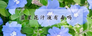 蓝星花汁液有毒吗,第1图