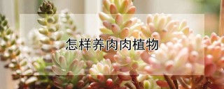 怎样养肉肉植物,第1图