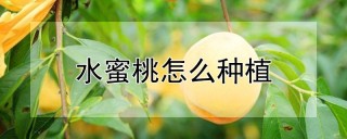 水蜜桃怎么种植,第1图