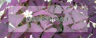 紫色的草叫什么名字,第1图