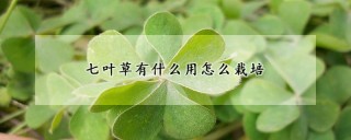 七叶草有什么用怎么栽培,第1图