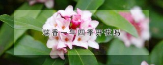 瑞香一年四季开花吗,第1图