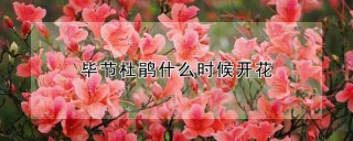 毕节杜鹃什么时候开花,第1图