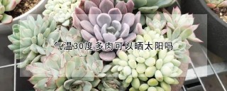 气温30度多肉可以晒太阳吗,第1图