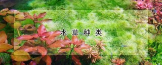 水草种类,第1图