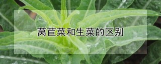 莴苣菜和生菜的区别,第1图