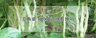 豆角底下的叉还得剪掉吗,第1图