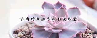 多肉的养殖方法和浇水量,第1图