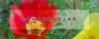 红色的太阳花是什么样的,第1图