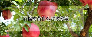 石榴树苗什么时候移栽,第1图