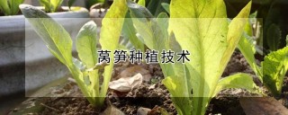 莴笋种植技术,第1图