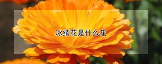 冰绡花是什么花,第1图