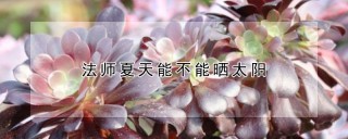 法师夏天能不能晒太阳,第1图