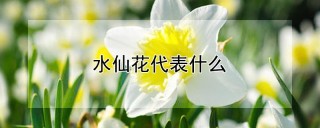 水仙花代表什么,第1图