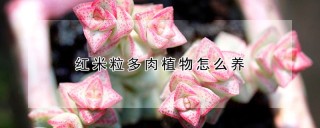 红米粒多肉植物怎么养,第1图