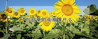 向日葵的花瓣像什么,第1图