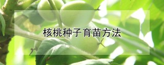 核桃种子育苗方法,第1图