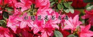 杜鹃花是否有毒,第1图