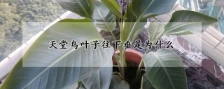 天堂鸟叶子往下垂是为什么,第1图