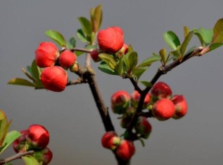 海棠花有几种，欣赏六种最美丽的海棠花,第6图