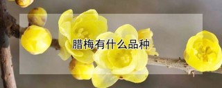 腊梅有什么品种,第1图