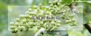 花椒树有刺吗,第1图