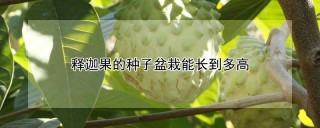 释迦果的种子盆栽能长到多高,第1图