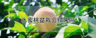 水蜜桃盆栽会结果吗,第1图